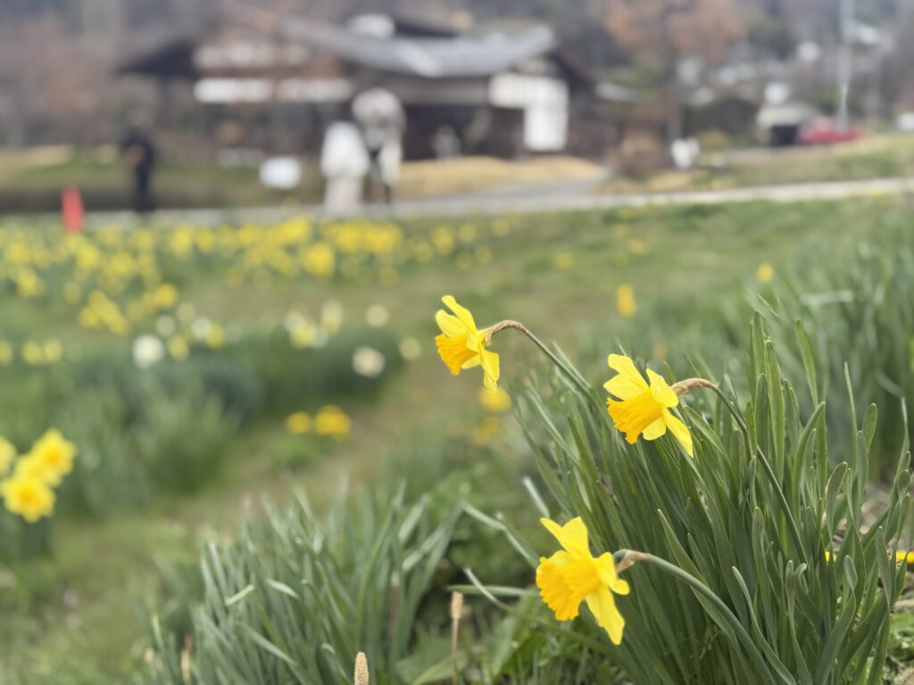花風里すいせん祭り